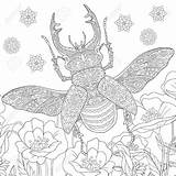 Beetle Stag Zentangle Mandala Stylized Hirschkäfer Cervus Lucanus Insect Masculine Psychedelic Antistress Kaynak sketch template