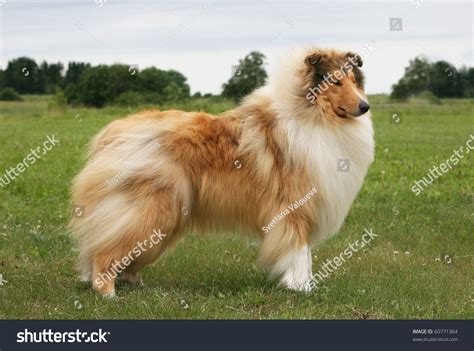 sable collie rough stock photo  shutterstock