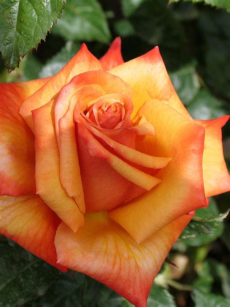 remember  bush rose   plants garden supplies