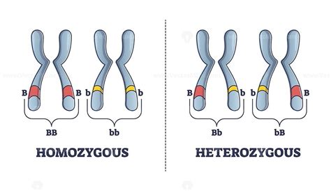 heterozygous  homozygous parent gene differences comparison outline