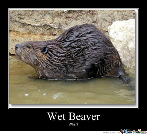 Wet Beaver By Loupland Meme Center