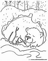Hibernating Hibernation Pinu Zdroj sketch template