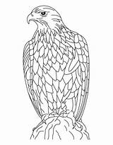 Eagle Adler Mandala Hawk Ausmalbilder Ausmalbild Silent Asd6 sketch template