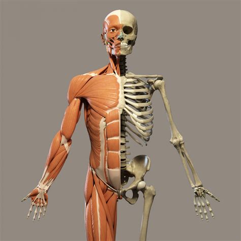 anatomy pictures muscles  bones  downloads  printable bones