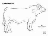 Coloring Pages Cattle Livestock Cow Science Polar Judging Hereford sketch template