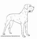 Coloring Dane Great Drawing Line Dog Pages Lineart Deviantart Dogs 16kb sketch template