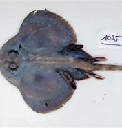 Afbeeldingsresultaten voor Neoraja caerulea Geslacht. Grootte: 177 x 185. Bron: shark-references.com