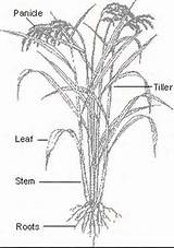 Rice Plant Drawing Paintingvalley sketch template