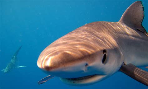 blue sharks swim   waikato independent