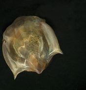 Afbeeldingsresultaten voor "cavolinia Uncinata". Grootte: 176 x 185. Bron: nudibranchdomain.org