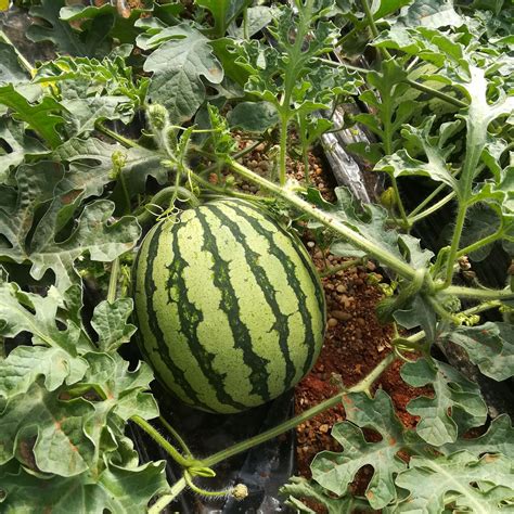 la sandia vuelve  restarle superficie de cultivo al melon