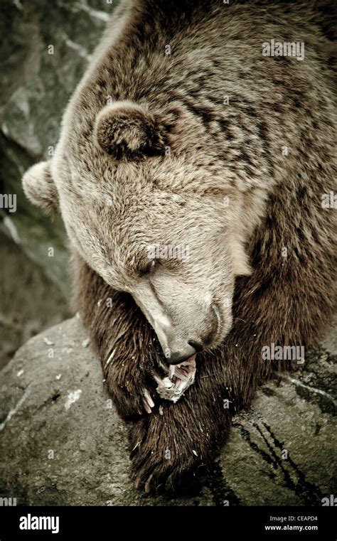 bear eating stock photo alamy
