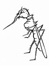 Mosquito Colorare Zanzara Komar Kolorowanki Dla Disegno Moustiques Proboscide Mosquitos Coloringbay sketch template