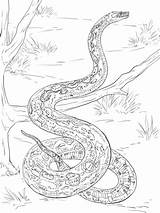 Boa Constrictor Mamba Schlangen Ausmalbilder Schlange Reptiles Ausdrucken Designlooter Malvorlagen sketch template