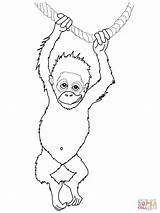Orangutan Utan Ausmalbild Ausmalen Outan Orangotango Affe Supercoloring Print Coloriages Zeichnen Orangutans Mit Zoo Gaddynippercrayons sketch template
