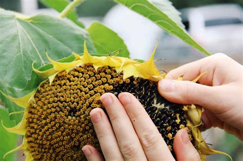 harvest sunflower seeds discover  optimal time