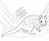 Quoll Coloring Eastern Pages Printable Categories sketch template