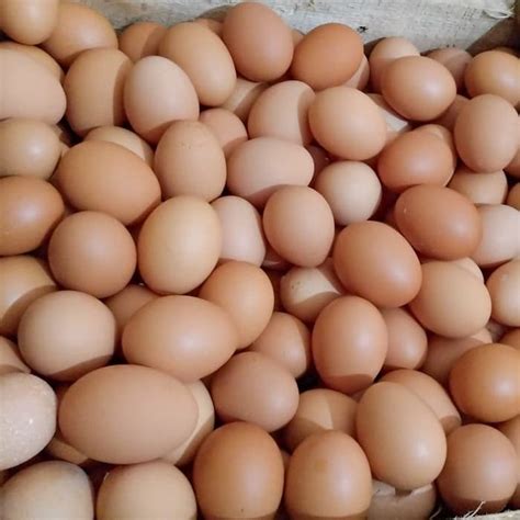 Harga Telur Ayam Negeri 1 Kg Gunung Emas Digdaya