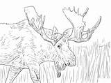 Moose Coloring Pages Alaska Printable Christmas Animals Elk Kids Deer Reindeer Color Print Adult Drawing Colouring Cool Adults Wild Supercoloring sketch template