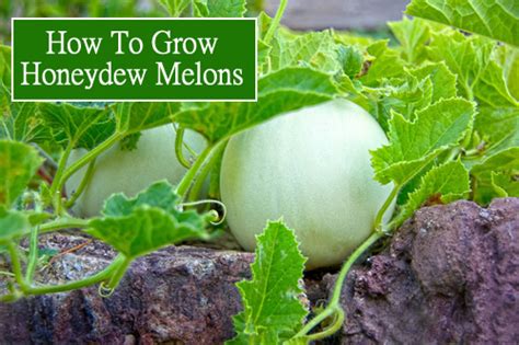 grow honeydew melons