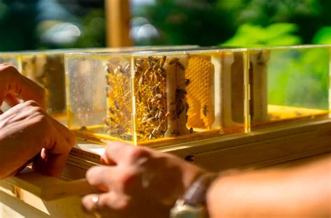 beekeeping  easy    compact hive built  urban settings colossal bee keeping