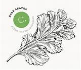 Kale Seaweed Algae Salad sketch template