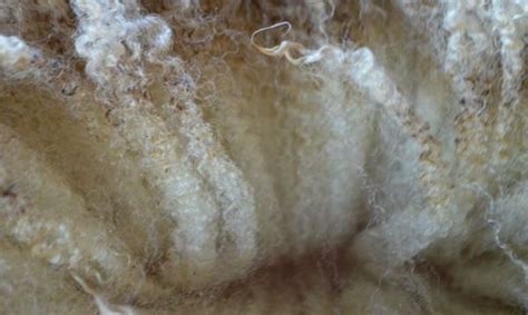 wool fiber production classification properties  application
