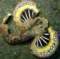 Image result for "scorpaenidae". Size: 202 x 200. Source: boelah.blogspot.com