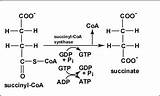 Coa Succinyl Reaction Cycle Acid Succinate Citric Conversion Krebs Steps Explanation Oxidation Atp Fumarate Used Microbiology Enzyme sketch template