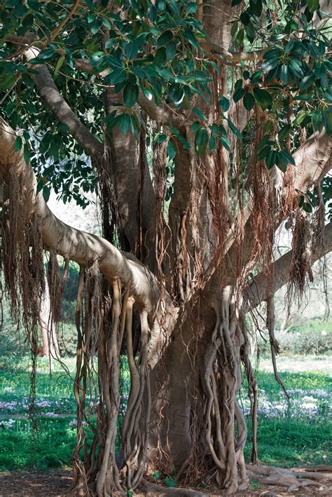 growing  banyan tree gardening