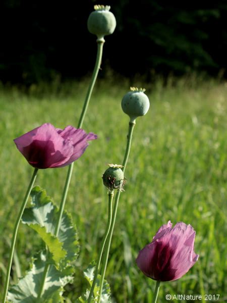 Opium Poppy Picture