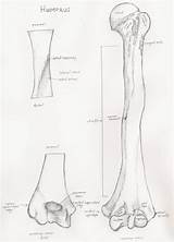 Humerus Deviantart Bone Drawings Left sketch template