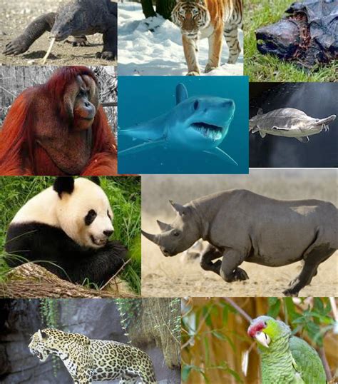 endangered animals