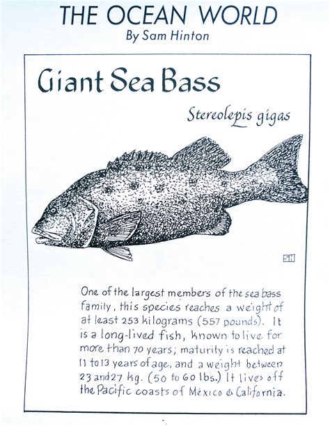 Giant Sea Bass Stereolepis Gigas Biologie Kreativ