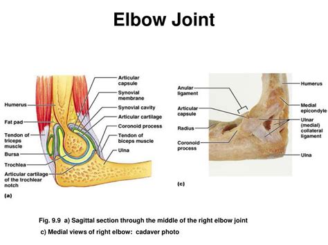 joints bone connections powerpoint  id