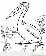 Pelican Drawing Coloring Pages Drawings Animal Printable Brown Children Sheets Kids Sheet Birds Bird Color Animals Wild Print Getdrawings Popular sketch template