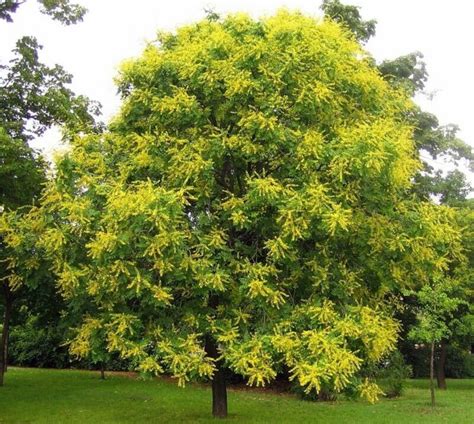 golden rain tree koelreuteria paniculata pride  india  seeds uk