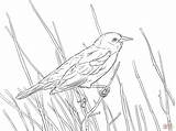 Blackbird Red Coloring Winged Bird Pages Wing Branch Perched Book Drawing Printable Supercoloring Colouring Google Thrush Draw Books Main Crafts sketch template