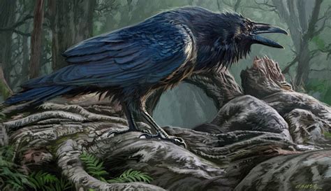 burr illustrator  raven