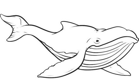 whale coloring image ideas