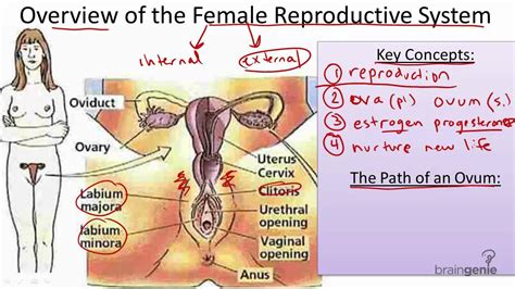 8 10 2 the female reproductive system youtube