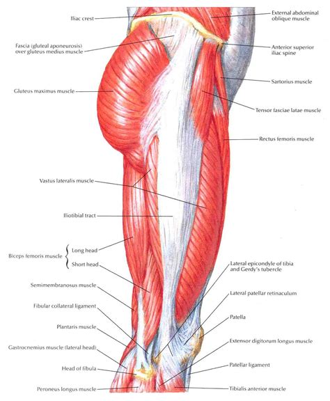 thigh anatomy related keywords suggestions thigh anatomy long tail
