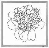 Peony sketch template