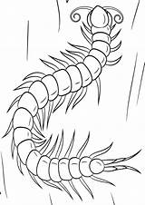 Centipede sketch template