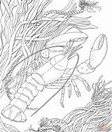 Crawfish Coloring Getdrawings sketch template