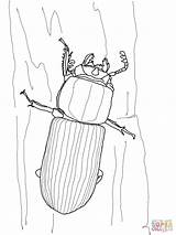 Beetle Coloring Bess Pages Scarab Beetles Drawing Printable sketch template