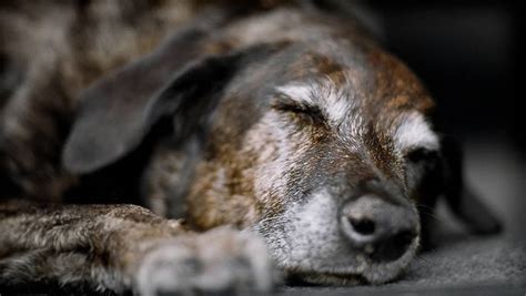 guidelines  caring   elderly dog  home veterinary care