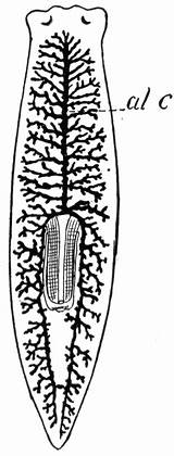 Flatworm Clipart Planaria Sketch Etc Diagrammatic sketch template
