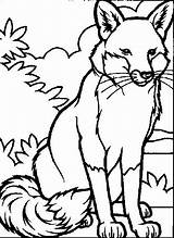 Coloring Pages Fox Realistic Getcolorings Animal Printable Color sketch template