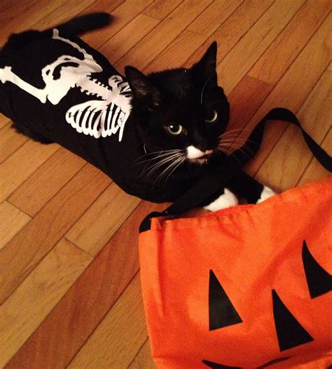 meow cat in skeleton costume pyrography by juhli jansen